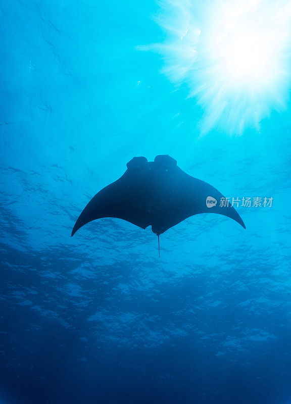 海洋蝠鲼(Manta birostris)游过清洁站。在世界自然保护联盟的红色名单中，这些优雅的动物正在成为野外罕见的景象。